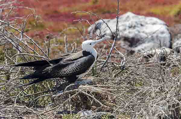 Fragata - isla Seymour Norte - islas Galápagos - Ecuador 7.jpg